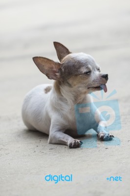 Chihuahua Dog Stock Photo