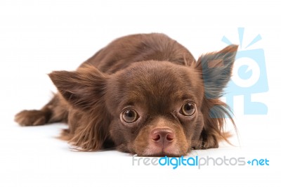 Chihuahua Dog Lying Down, Looking Scared Stock Photo