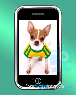 Chihuahua Dog On Mobile Phone Stock Image