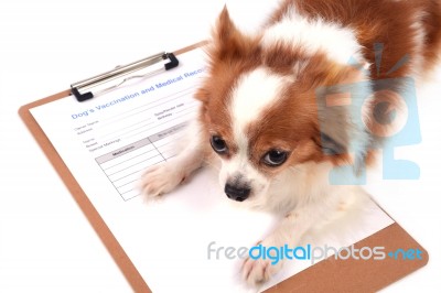 Chihuahua Dog With Medical Form Stock Photo