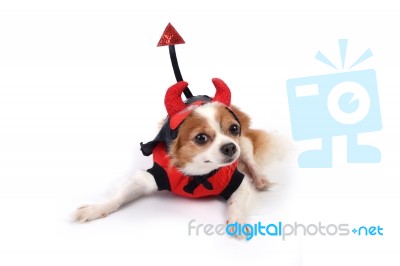 Chihuahua Is Wearing Devil Suit Stock Photo