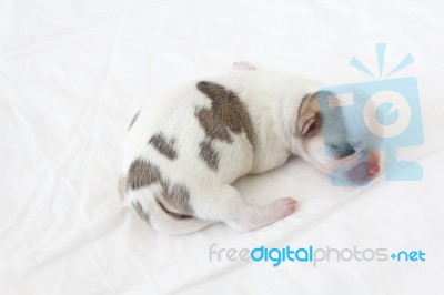 Chihuahua Newborn Stock Photo