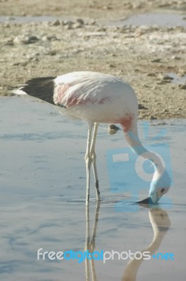 Chilean Flamingo In The Salar De Atacama Stock Photo