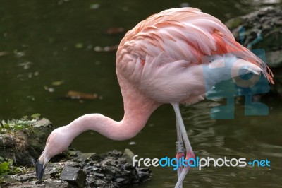 Chilean Flamingo (phoenicopterus Chilensis) Stock Photo