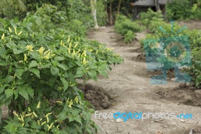 Chili Pepper Plant Stock Photo