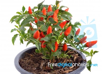 Chili Tree Isolated On Whitebackground Stock Photo