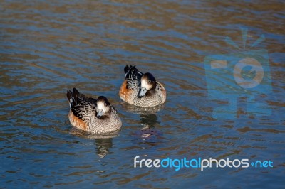 Chiloe Wigeon Anas Sibilatrix Stock Photo