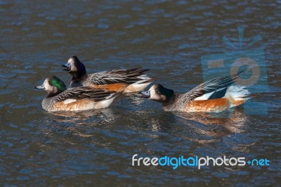 Chiloe Wigeon (anas Sibilatrix) Stock Photo