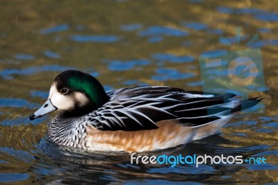 Chiloe Wigeon Anas Sibilatrix Stock Photo