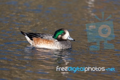 Chiloe Wigeon (anas Sibilatrix) Stock Photo