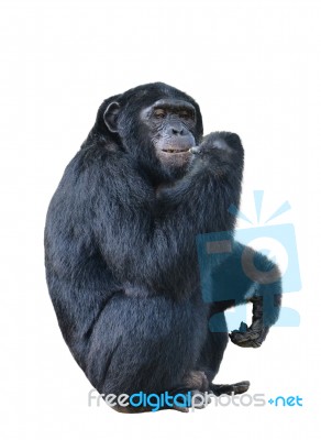 Chimpanzee Stock Photo