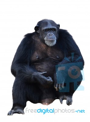 Chimpanzee Stock Photo