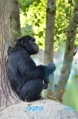 Chimpanzee Stock Photo