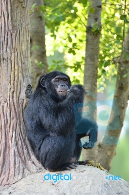 Chimpanzee Stock Photo