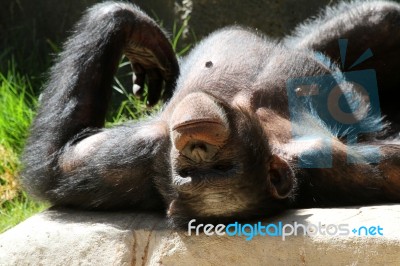 Chimpanzee Stock Photo