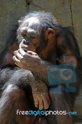 Chimpanzee Stock Photo