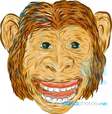 Chimpanzee Head Front Isolated Stock Image