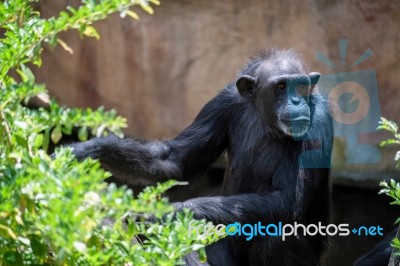 Chimpanzee Resting In The Bioparc Fuengirola Stock Photo