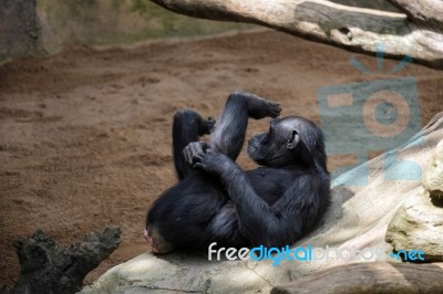 Chimpanzee Resting In The Bioparc Fuengirola Stock Photo