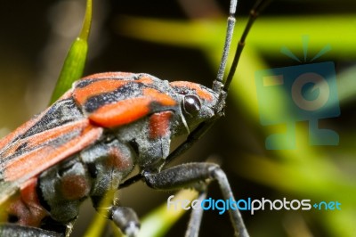 Chinch Bug (spilostethus Pandurus) Stock Photo