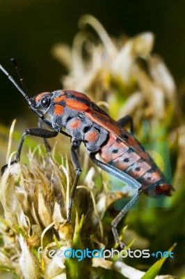 Chinch Bug (spilostethus Pandurus) Stock Photo