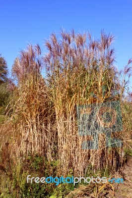 Chine Red Reeds Stock Photo