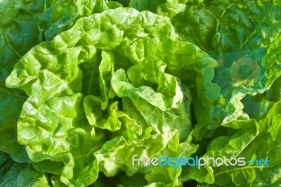 Chinese Cabbage Stock Photo