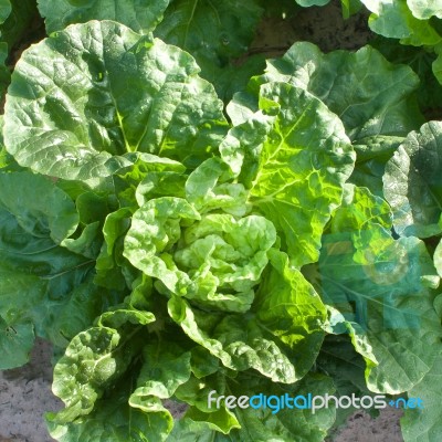 Chinese Cabbage Stock Photo