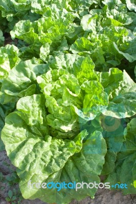 Chinese Cabbage Stock Photo