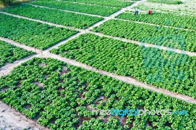 Chinese Cabbage  Garden Stock Photo