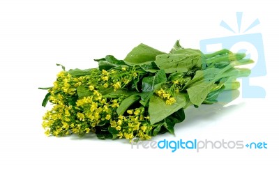 Chinese Cabbage Isolated On The White Background Stock Photo