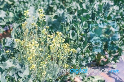 Chinese Kale Vegetable In Garden For Background Stock Photo