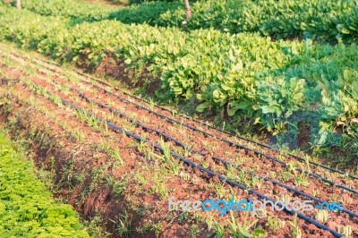 Chinese Kale Vegetable In Garden For Background Stock Photo