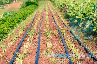 Chinese Kale Vegetable In Garden For Background Stock Photo