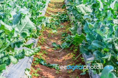 Chinese Kale Vegetable In Garden For Background Stock Photo