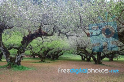 Chinese-plum Stock Photo