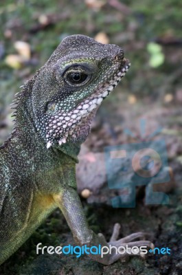 Chinese Water Dragon (physignathus Cocincinus) Stock Photo