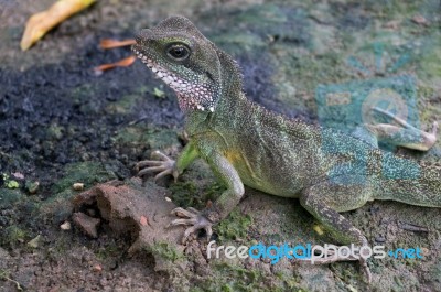 Chinese Water Dragon (physignathus Cocincinus) Stock Photo