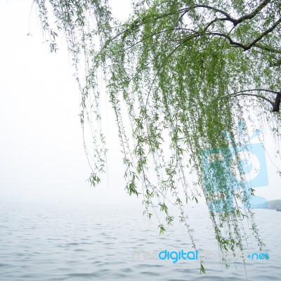 Chinese Willow Tree Stock Photo