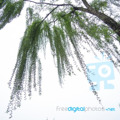 Chinese Willow Tree Stock Photo