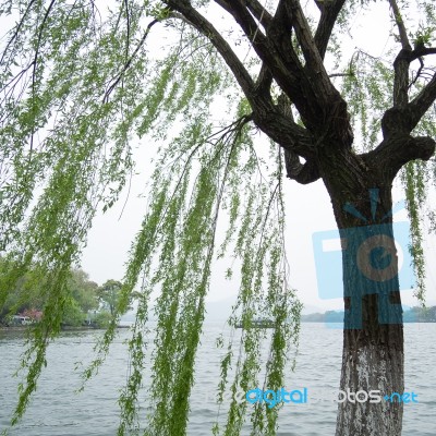 Chinese Willow Tree Stock Photo