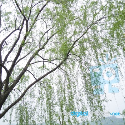 Chinese Willow Tree Stock Photo