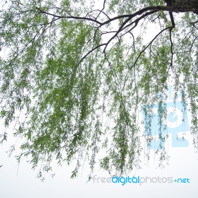 Chinese Willow Tree Stock Photo