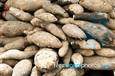 Chinese Yam Stock Photo