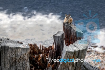 Chipmunk At Holland Lake In Montana Stock Photo