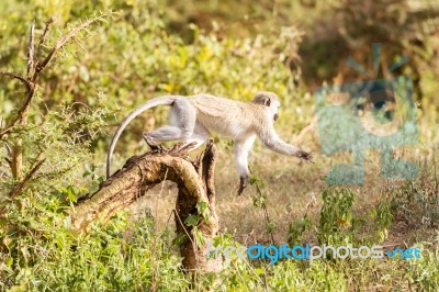 Chlorocebus Pygerythrus, Vervet Monkey In Serengeti National Par… Stock Photo