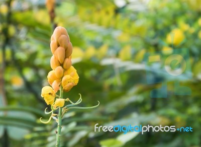 Christmas Candle,ringworm Bush Flower Stock Photo