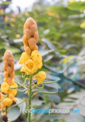 Christmas Candle,ringworm Bush Flower Stock Photo