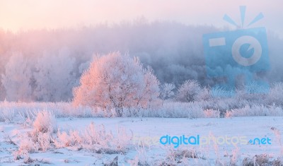 Christmas Holiday Morning Stock Photo