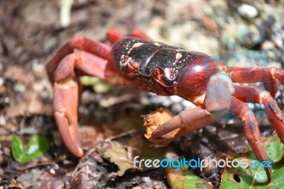 Christmas Island Red Crab Stock Photo